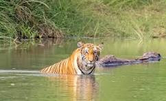 वन्यजन्तुको आक्रमणमा एक वर्षमै ११ को ज्यान, १७९ पशु र २३ घरमा क्षति