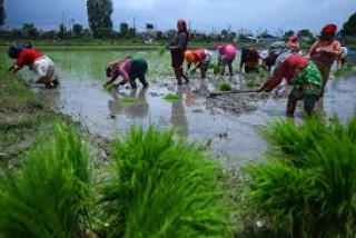 व्यावसायिक किसानका लागि सहुलियत कर्जामा ५ प्रतिशत ब्याज अनुदान