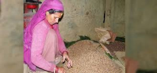 सिमीजोन मुगुमा गत आवमा ७४ मेट्रिक टन सिमी बिक्री, ढुवानी चुनौती यथावत्