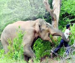 कोशीमा दुई दशकमा हात्तीको आक्रमणबाट ९७ जनाको मृत्यु