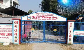कुलेखानी मत्स्य केन्द्रद्वारा ६ लाख १७ हजार रुपैयाँको माछा बिक्री