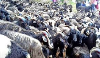 मुस्ताङमा च्याङ्ग्रा जोनमा ७८ फार्म सूचीकृत