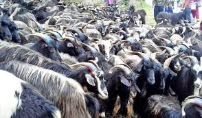 मुस्ताङमा च्याङ्ग्रा जोनमा ७८ फार्म सूचीकृत