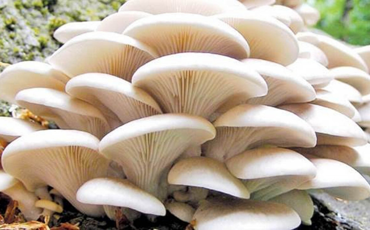 नेपालमा एक हजार १५० प्रजातिका च्याउ, सय प्रजातिका विषालु