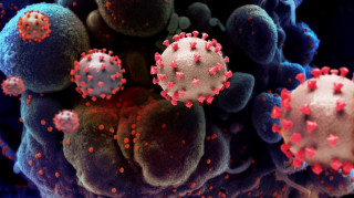 एक हप्तामा ३५ जनामा कोरोना संक्रमण पुष्टि