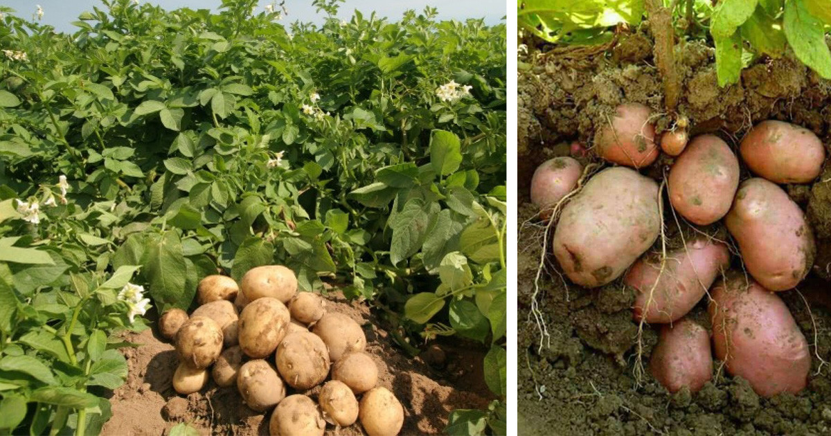 गत हप्ता प्रतिकिलो १५ रुपैयाँ सम्म बिक्री भएको आलु ७ रुपैयाँमा झर्यो