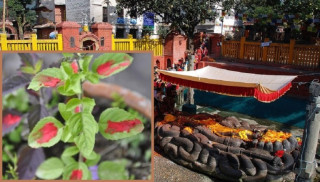 आज हरिबोधिनी एकादशीः विष्णुको प्रतीकका रूपमा तुलसीको व्रत र पूजा गरी मनाइँदै