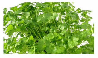 काँक्रो र हरियो धनियाँमा भेटियो  विषादी