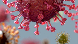 पछिल्लो २४ घण्टामा ७ जनामा कोरोना सङ्क्रमण