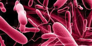 बारामा पनि देखियो हैजा संक्रमण