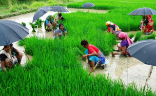 महोत्तरीमा धान रोपाइँ ६० प्रतिशत