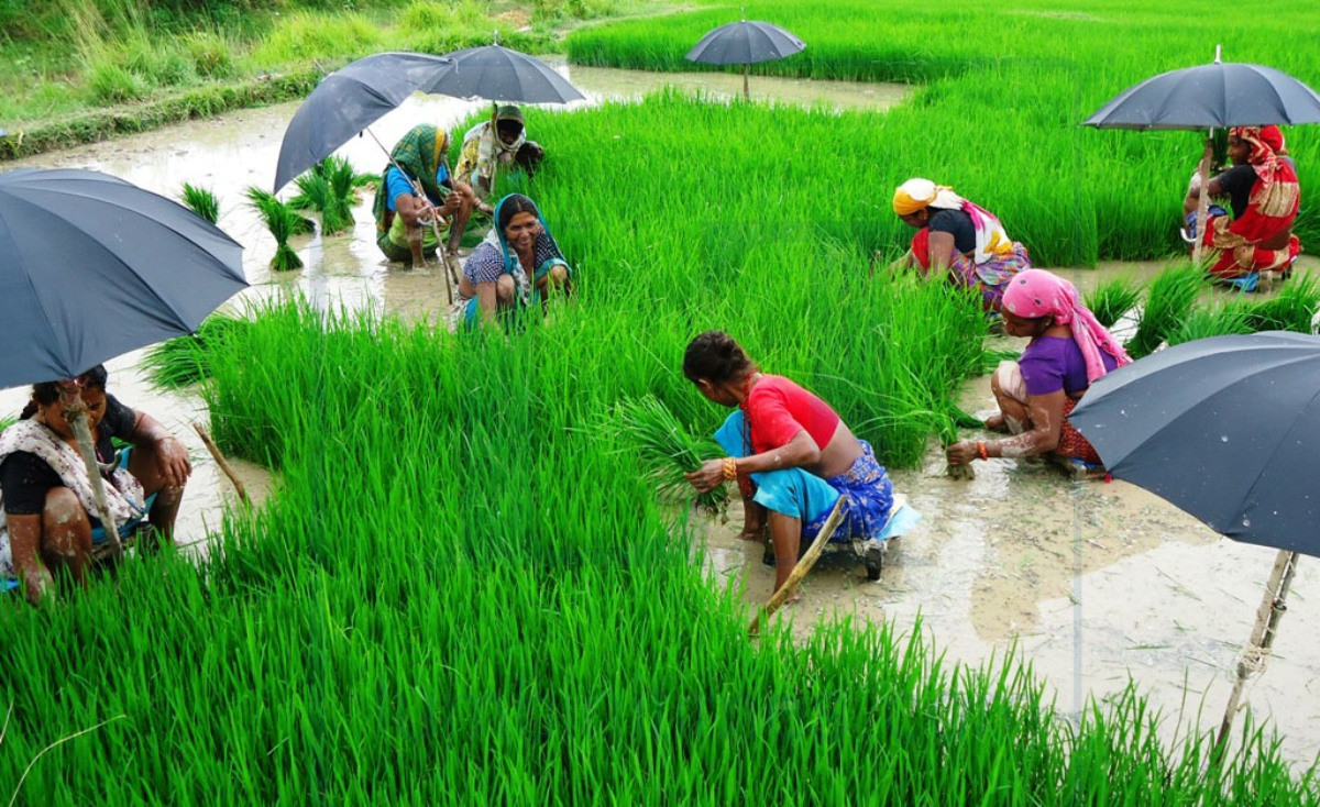 महोत्तरीमा धान रोपाइँ ६० प्रतिशत