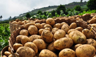 तनहुँमा ८६३ मेट्रिक टन आलु उत्पादन