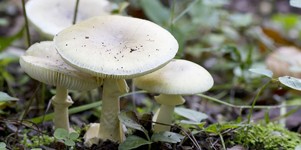 गोरखामा च्याउ खाँदा एकाघरका चार जना बिरामी