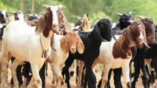 दसैँका लागि खाद्यले दुई हजार खसीबोका र च्यांग्रा ल्याउने, अनलाइनबाटै  बुकिङ गर्न मिल्ने व्यवस्था