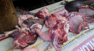 वीरगञ्जका ५० प्रतिशत मासु पसल अनुमतिबिना सञ्चालन