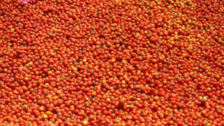 गोलभेँडा खाने सहि तरिका