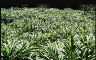 अलैँची किसानको समस्या खोज्दै विज्ञ समूह