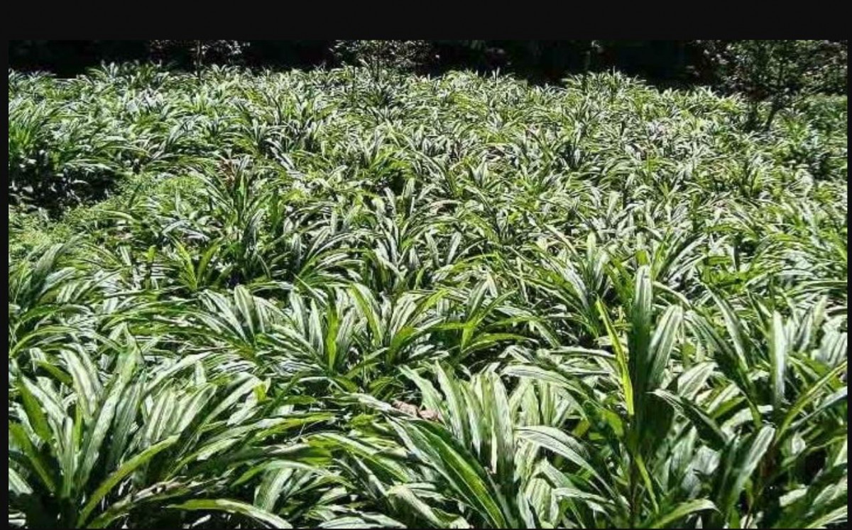 अलैँची किसानको समस्या खोज्दै विज्ञ समूह