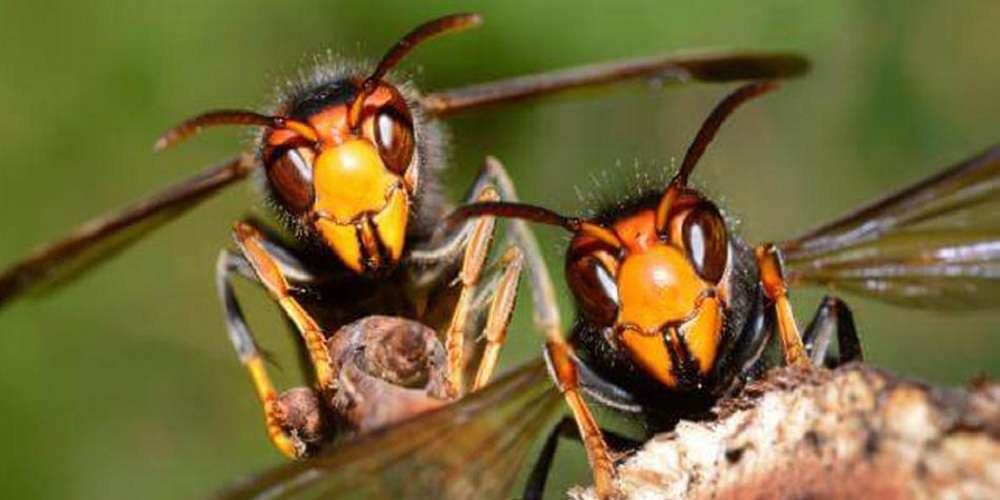लमजुङमा अरिङ्गालले टोक्दा ८२ वर्षीय वृद्धको मृत्यु