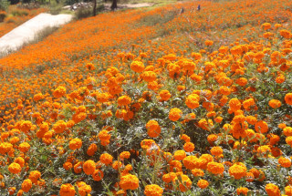 सामूहिक सयपत्री फूलखेतीमा महिला