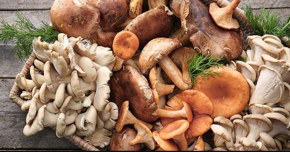 जंगलबाट ल्याएको च्याउ खाँदा श्रीमतीको मृत्यु, श्रीमानको उपचार जारी