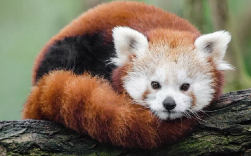 दुई युवाले चिडियाखानाको रेडपान्डा चोर्ने प्रयास गरेपछि...