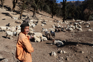 पहिरो जादाँ जुम्लाको पाटनमा चरिरहेका १२ सय भेडा  पुरिए