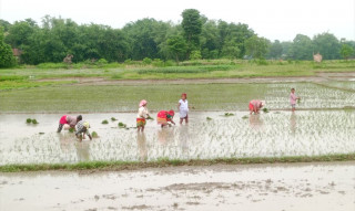 निरन्तर वर्षापछि उदयपुरका किसान रोपाइँमा व्यस्त