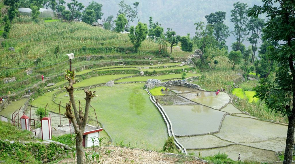 देशभर करिब ७२ प्रतिशत धान रोपाइँ सम्पन्न