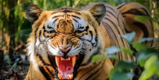 बाघको आक्रमणबाट एकैदिन २ जनाको मृत्यु