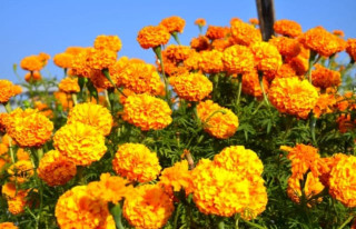 फूलखेतीबाट एक याममा ५ लाख बढी आम्दानी