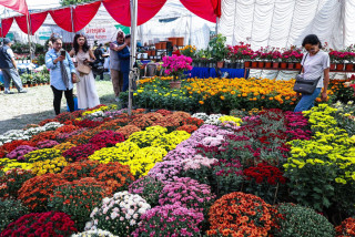 फूल बिक्री गरेरै मासिक दुई लाख आम्दानी