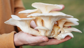 कञ्चनपुरमा विषालु च्याउ खाँदा एकैपरिवारका पाँचजना बिरामी