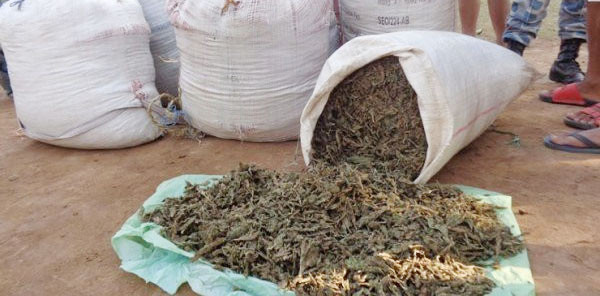 १०९ किलो गाँजा प्रहरीको नियन्त्रणमा