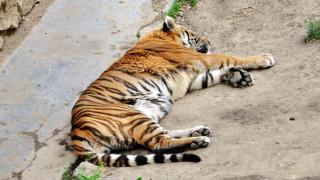 भैंसीको आक्रमणबाट चितुवाको मृत्यु