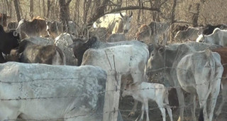 गाईगोरुलाई बगरमा तारबारले थुनेर राखियो, घाँसपानी नहुँदा प्लाष्टिक खाएर मर्दै