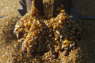 ‘हाइब्रिड’ मकै नपाउँदा किसान विदेशी बीउ प्रयोग गर्न बाध्य