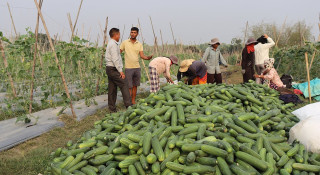कोरियाबाट फर्केर सामूहिक कृषि फार्म सञ्चालन