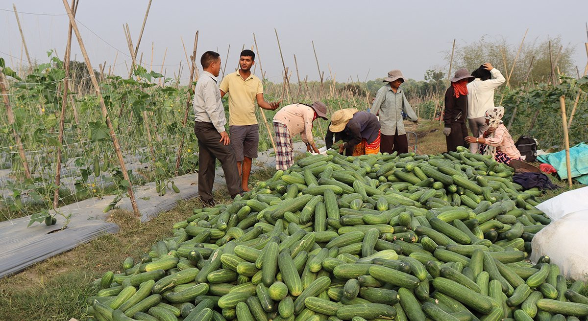 कोरियाबाट फर्केर सामूहिक कृषि फार्म सञ्चालन