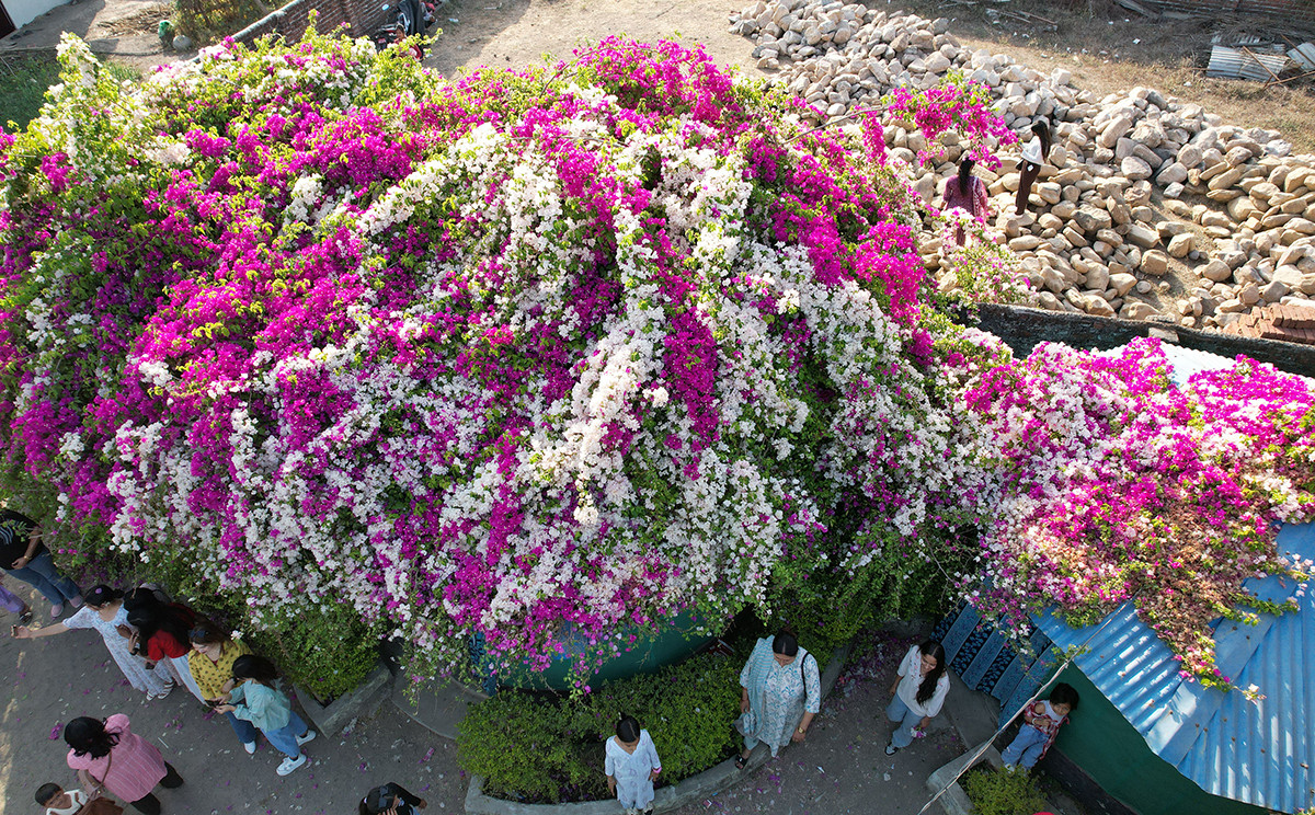 ढकमक्क बगमबेली