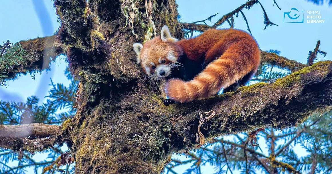 भोजपुरमा पनि ‘रेडपाण्डा’ संरक्षण अभियान