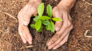 दुई लाख बिरुवा उत्पादन गर्दै डिभिजन वन कार्यालय