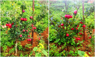 अनुदान पाएपछि व्यावसायिक स्याउखेतीमा जुटे भोजपुरका किसान