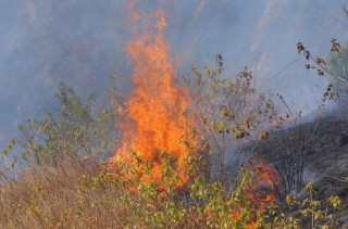 डढेलोमा परी एक युवतीको मृत्यु, चार घाइते