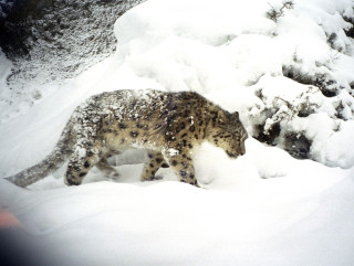 हुम्लाको नाम्खामा भेटियो ३९ वटा दुर्लभ हिउँ चितुवा
