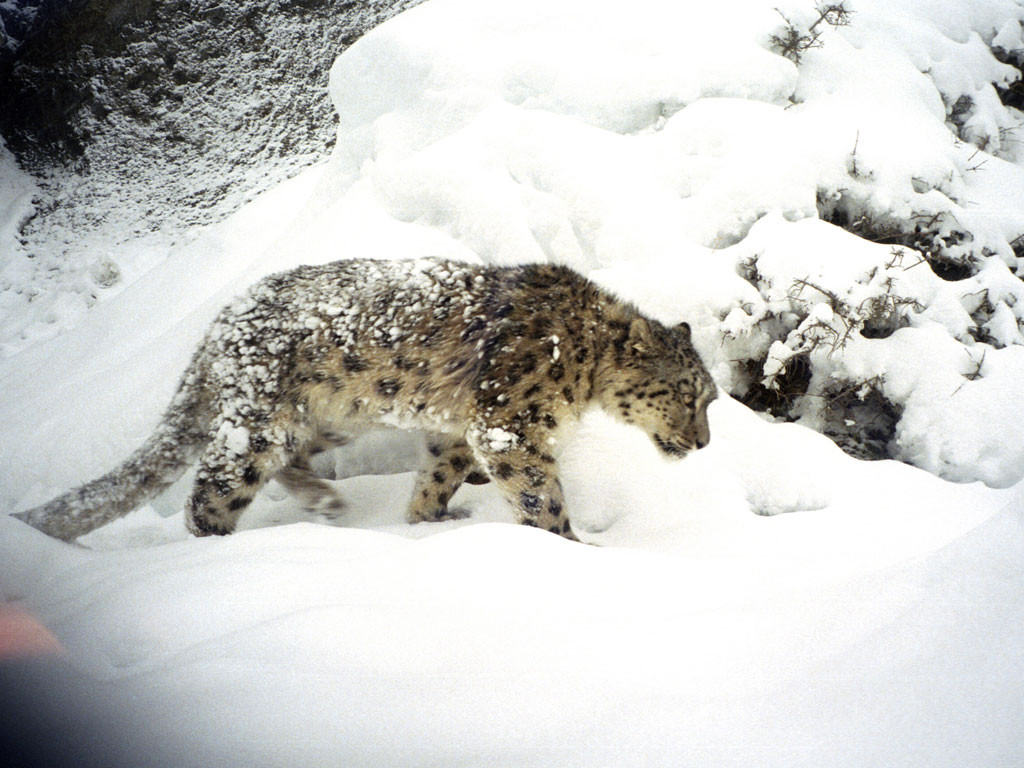 हुम्लाको नाम्खामा भेटियो ३९ वटा दुर्लभ हिउँ चितुवा