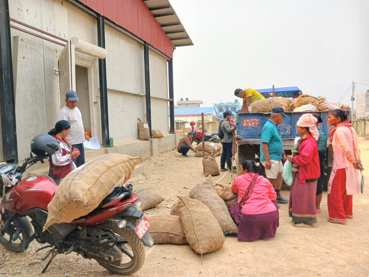 शीतभण्डारमा दुई सय १० मेट्रिकटन आलु भण्डारण