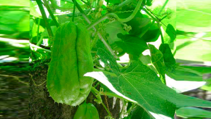 आज स्कुसमा २० रुपैयाँ बढ्यो, अन्य तरकारीको मूल्य कति ?