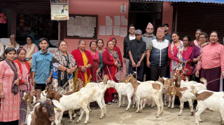 उत्पादनमा जोड्न  स्याङ्जाको महिलालाई बाख्राका पाठी र बोका वितरण